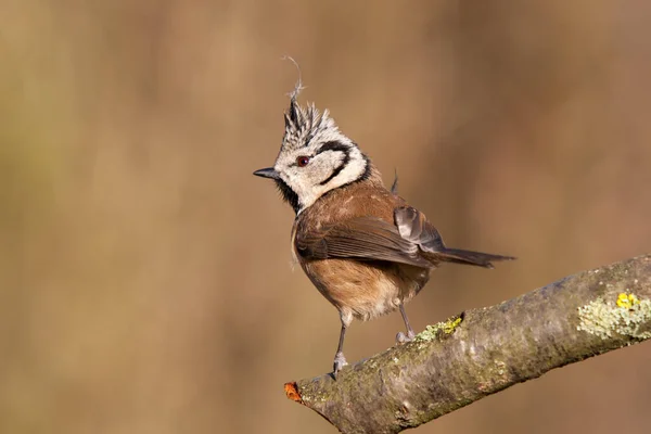 Crested Tit Branch Funny Hairstyle Spring — Foto Stock