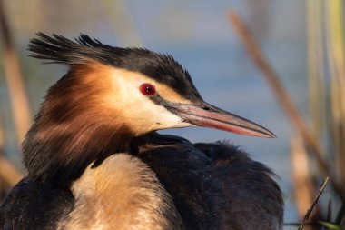 Yuvada oturan Büyük İbikli Grebe portresi