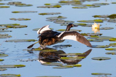 Zambak göletine büyük ibikli yaban ördeği fırlatılıyor