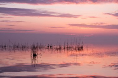 İç kesimlerdeki gölün sazlıklarındaki ibikli tuz ile renkli morumsu güneş doğuyor.