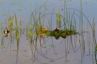 Üreme mevsiminde nilüfer yaprağından yuva yapmış bir çift büyük ibikli yaban ördeğinin güzel bir görüntüsü. Suyun yansımalarıyla sazlıkların grafiksel etkisi