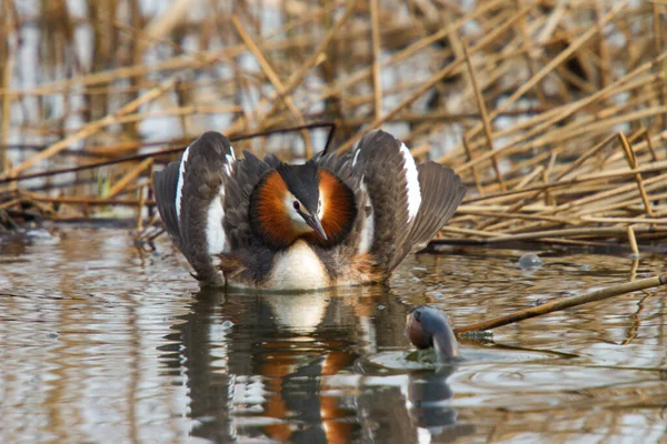 Gran Grebe Cresta Impresiona Por Espléndido Vestido Pose Imponente —  Fotos de Stock