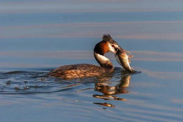 Büyük ibikli yunus balığı, iç gölde balık yakalamış.