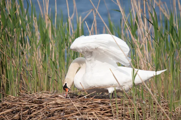 Cisne Construindo Ninho Uma Zona Junco Steinhuder Meer — Fotografia de Stock