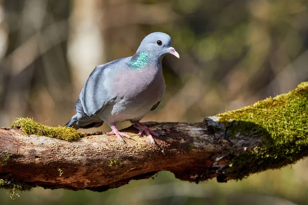 Ormanda harap olmuş bir ağaç gövdesinde duran güvercin.
