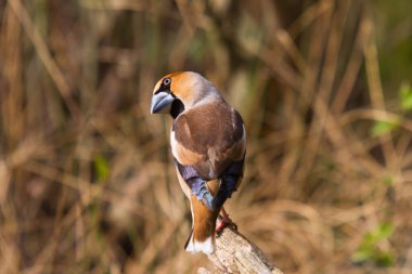 Hawfinch yazın ormanda dalda