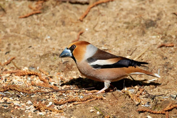 Hawfinch pecking bird food on the ground with sunflower seeds