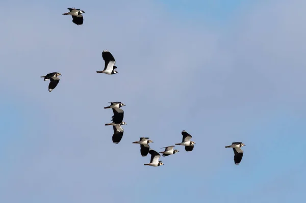 Kışın Açık Mavi Gökyüzüne Uçan Bir Kanat Sürüsü — Stok fotoğraf