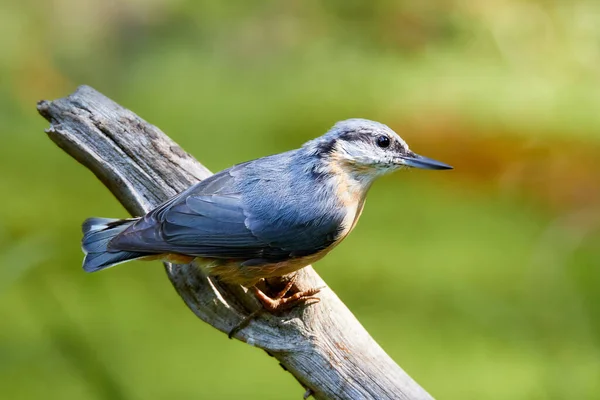 Songbird Nuthatch Een Dood Stuk Hout Een Woud Clearing — Stockfoto