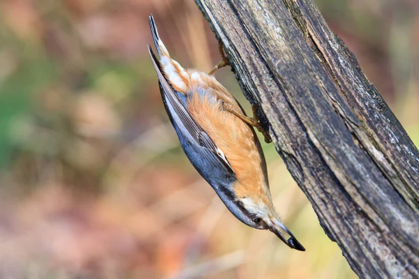 Kış boyunca ağaç gövdesinde ters duran bir şey.