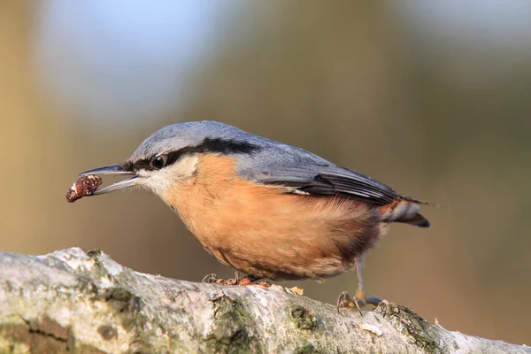 Nuthatch Songbird Com Nuthatch Tronco Bétula Fotografias De Stock Royalty-Free