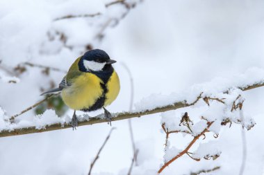 Great tit songbird sitting on snowy bush