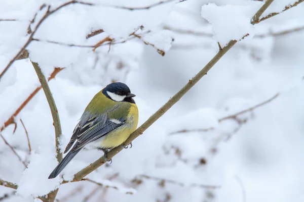 Great tit sits in a snowy bush in branch