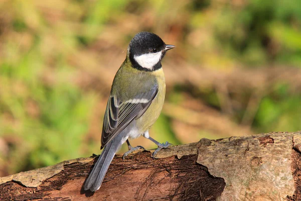 Great tit sits on decaying tree trunk in forest clearing