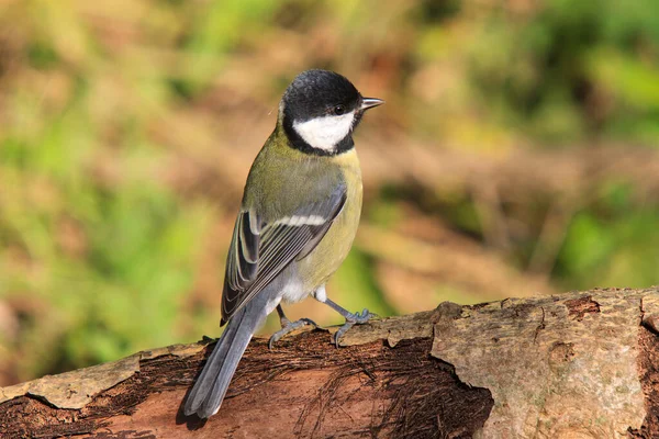 Great Tit Sits Decaying Tree Trunk Forest Clearing — Stockfoto