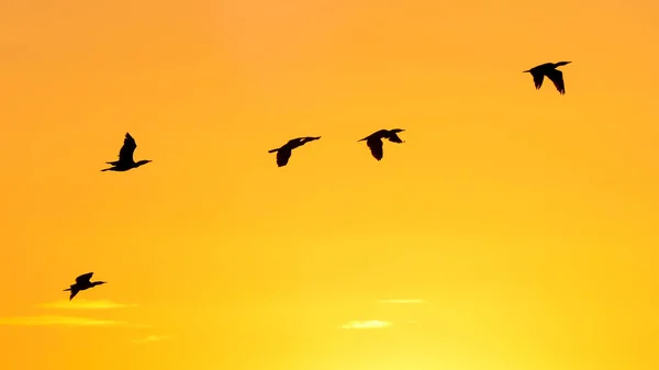 Karabataklar sabah ışıklarıyla turuncu gökyüzüne doğru uçuyorlar.