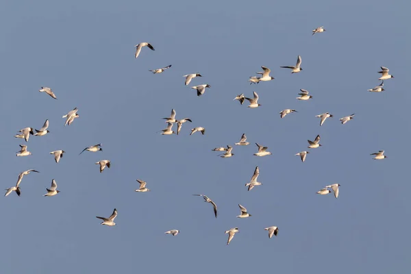 Eine Fliegende Schar Möwen Vor Blauem Himmel — Stockfoto