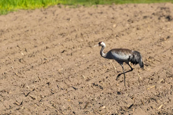 Crane Strides Forage Plowed Corn Field — Stock Photo, Image