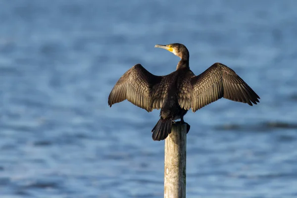 Cormorão Secando Sua Plumagem Sentado Pólo Imagens Royalty-Free