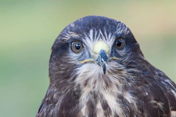 Retrato Buzzard Europeu Com Aparência Afiada — Fotografia de Stock