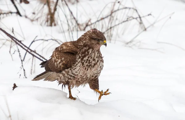 Buzzard Atravessa Neve Alta Uma Clareira Florestal Imagem De Stock