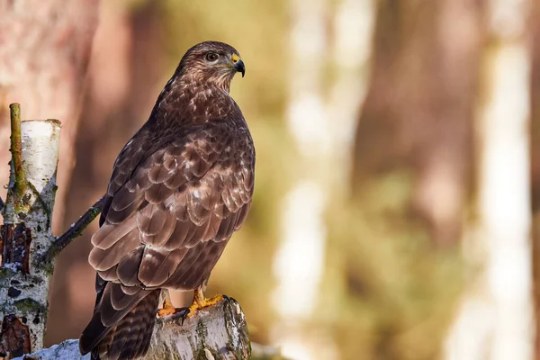 Buzzard Sentado Sublimemente Serrado Tronco Bétula Floresta Fotografia De Stock