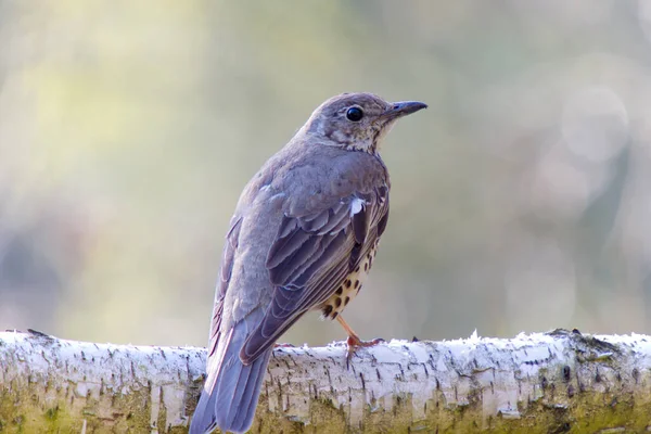 Grive Sifflet Assise Sur Tronc Bouleau Dans Déboisement — Photo