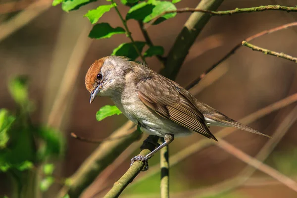 Bonnet Noir Femelle Assis Sur Une Branche Dans Forêt — Photo