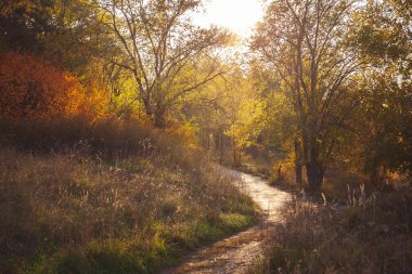 Düş! Gün batımı. Orman. İz. Sonbahar yaprakları