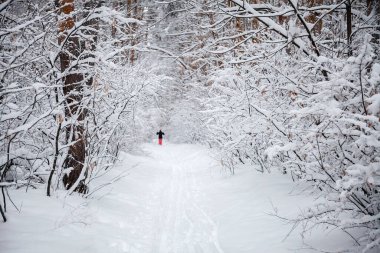 Kış. Kar yağıyor. Kış ormanı Karda ağaçlar. Gezinti.