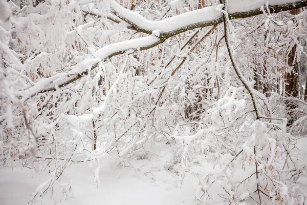 Χειμώνας Χιόνι Χειμερινό Δάσος Δέντρα Στο Χιόνι Περίπατος — Φωτογραφία Αρχείου