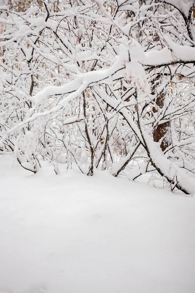 Iarna Zăpadă Pădurea Iarnă Copaci Zăpadă Stroll — Fotografie, imagine de stoc