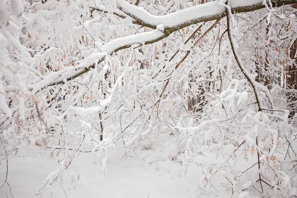 白雪冬天的森林 在雪中的树 踩踏板 — 图库照片