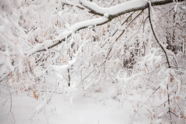Χειμώνας Χιόνι Χειμερινό Δάσος Δέντρα Στο Χιόνι Περίπατος — Φωτογραφία Αρχείου