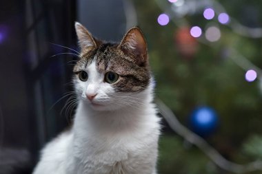 Kedi. Evcil hayvan. Yavru kediler. Siyah ve beyaz okaralar. Siyam kedisi.