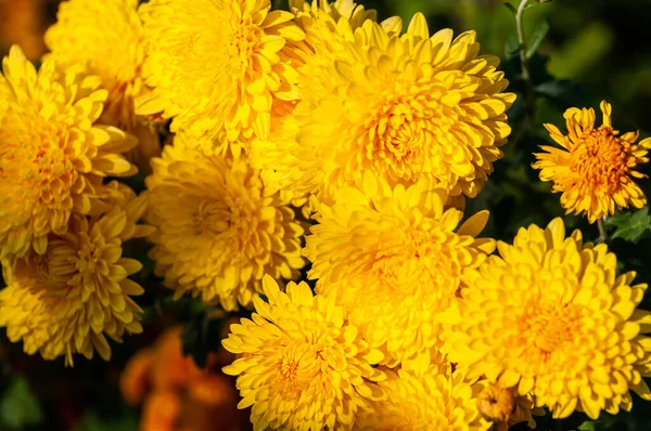 Close-up van gele dahlia bloemen in de tuin — Stockfoto