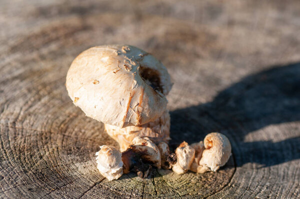 Большой гриб из свинины на пне. Сбор грибов в саду
