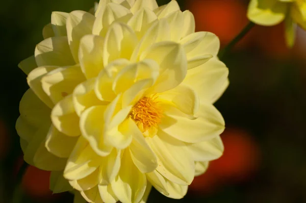 Single Yellow dahlia variëteit onder zachte zonsondergang licht groeit buiten in de open lucht wijk tuin — Stockfoto