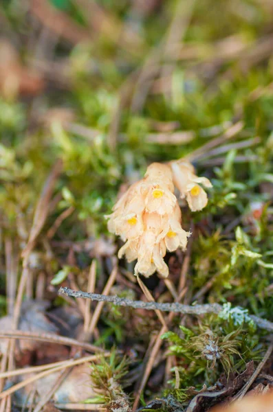 Hypopitys monotropa, selektivt fokus, Holländsk röret, Gult fågelbo eller Pinesap, mykoheterotrof — Stockfoto