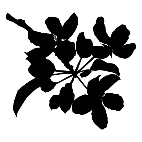 Branche de pommier en silhouette fleurie, illustration vectorielle. Brindille de pommier. — Image vectorielle