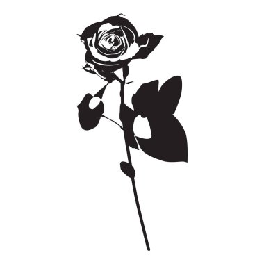 Gül çiçeği, siyah siluet, vektör çizimi. Çiçek açan bahçe çiçeği