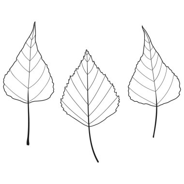 Kavak, huş ağacı yaprağı ana hatları. Populus deltoides bitki vektör botanik illüstrasyon bırakır.