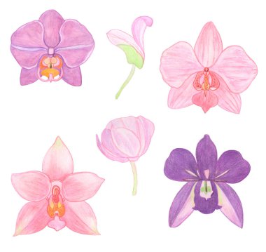 Orkide falaenopsis suluboya resimleme seti. Yeşil tomurcuklarla dolu güzel egzotik bir çiçek.