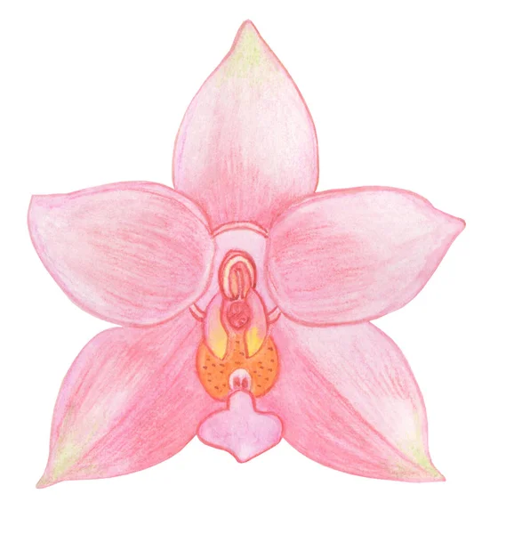 Illustrazione acquerello di phalaenopsis del Orchid. Bellissimo fiore esotico rosa in piena fioritura — Foto Stock