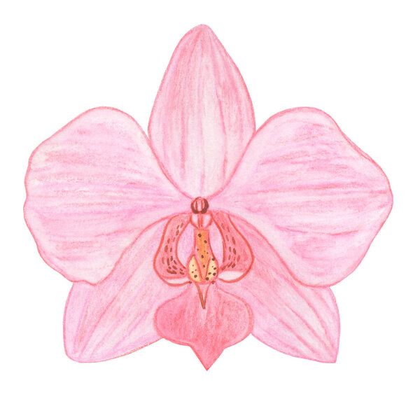 Орхидея фаленопсис акварельная иллюстрация. Beautiful pink exotic flower in a full bloom