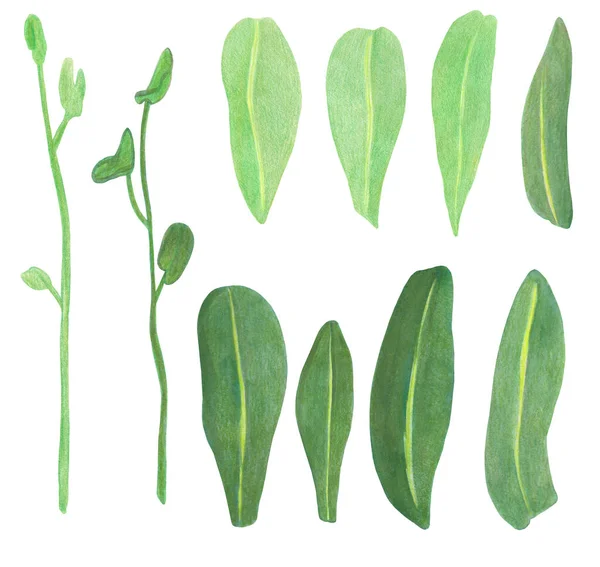 이국적 인 난초 가지와 푸른 잎을 보여 주는 천연색 삽화 — 스톡 사진