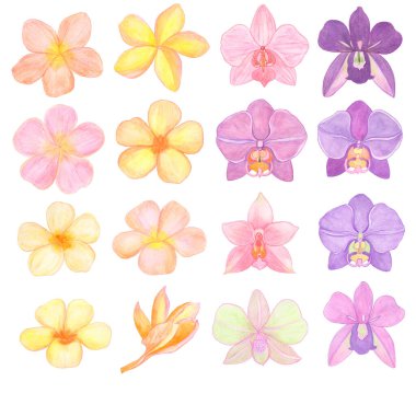 Plumeria ve Orkide falaenopsis suluboya resimleme seti kurdular. Yeşil tomurcuklarla dolu güzel, egzotik çiçekler.