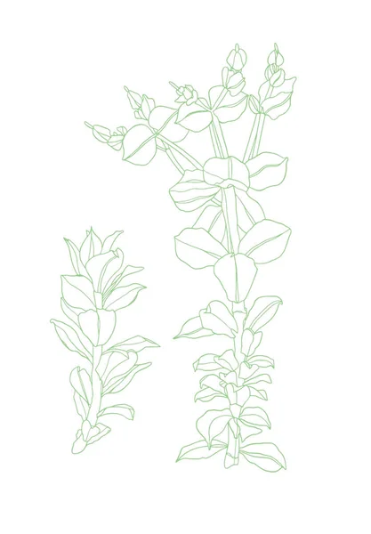 Gyönyörű Tinta Rajz Zöld Vad Virág Levelek Elszigetelt Fehér Háttér — Stock Fotó