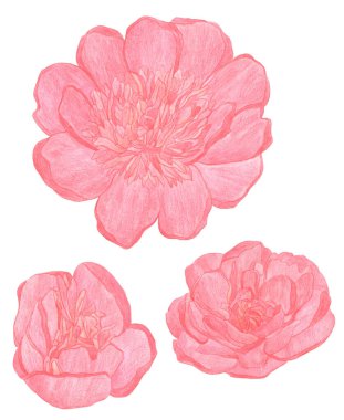 Suluboya kalemler izole edilmiş büyük kırmızı şakayık çiçekleri çiziyor