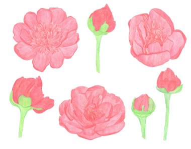 Suluboya kalemler izole edilmiş büyük kırmızı şakayık çiçekleri çiziyor